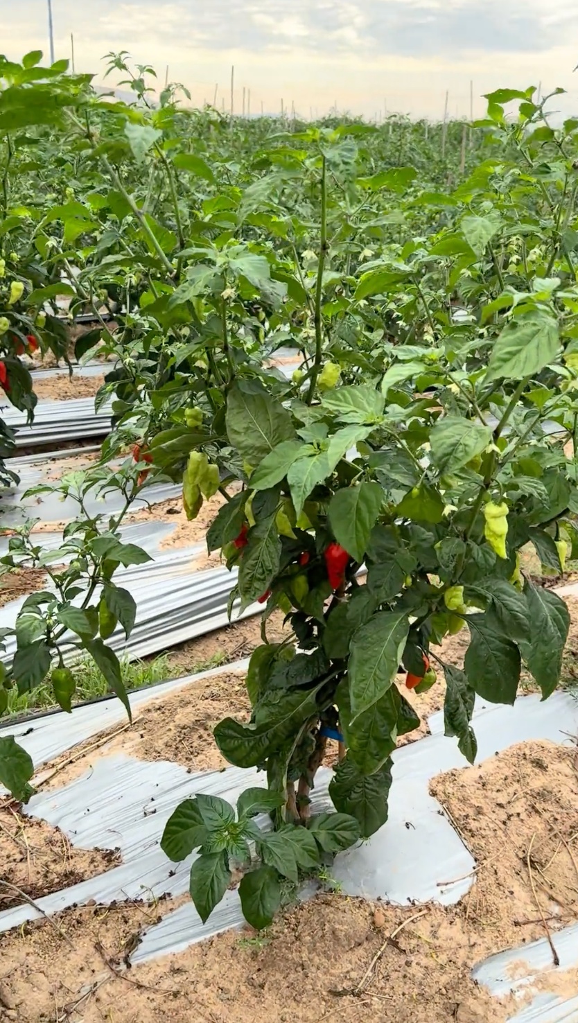 一辣椒种植地立提示牌“工业辣椒，禁止食用”！专家：辣度极高，可致胃痉挛！