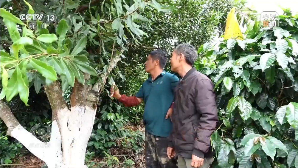 从“卖得出”到“卖得俏” 小坚果变身产业振兴“幸福果”