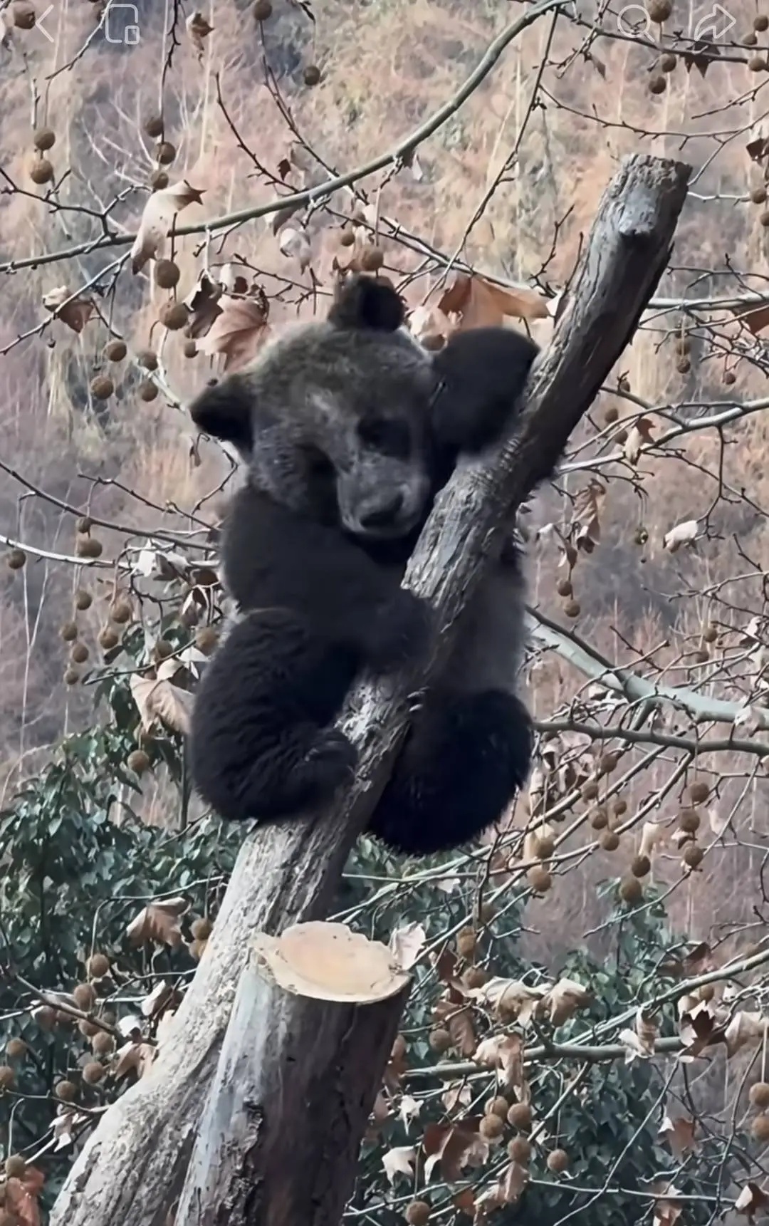 四川卧龙现“全网最黑”大熊猫
