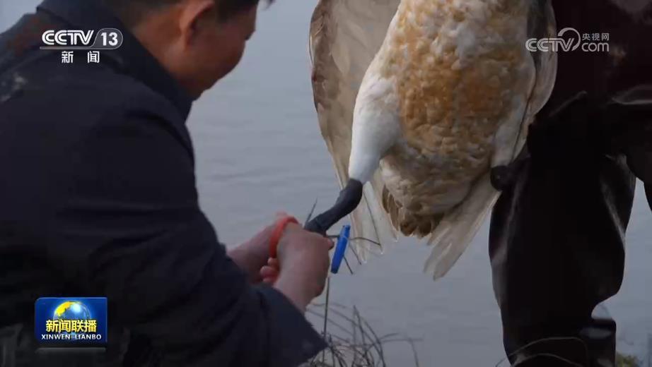 洞庭湖“护鸟人” 为万千羽翼暖冬 洞庭湖“护鸟人” 为万千羽翼暖冬