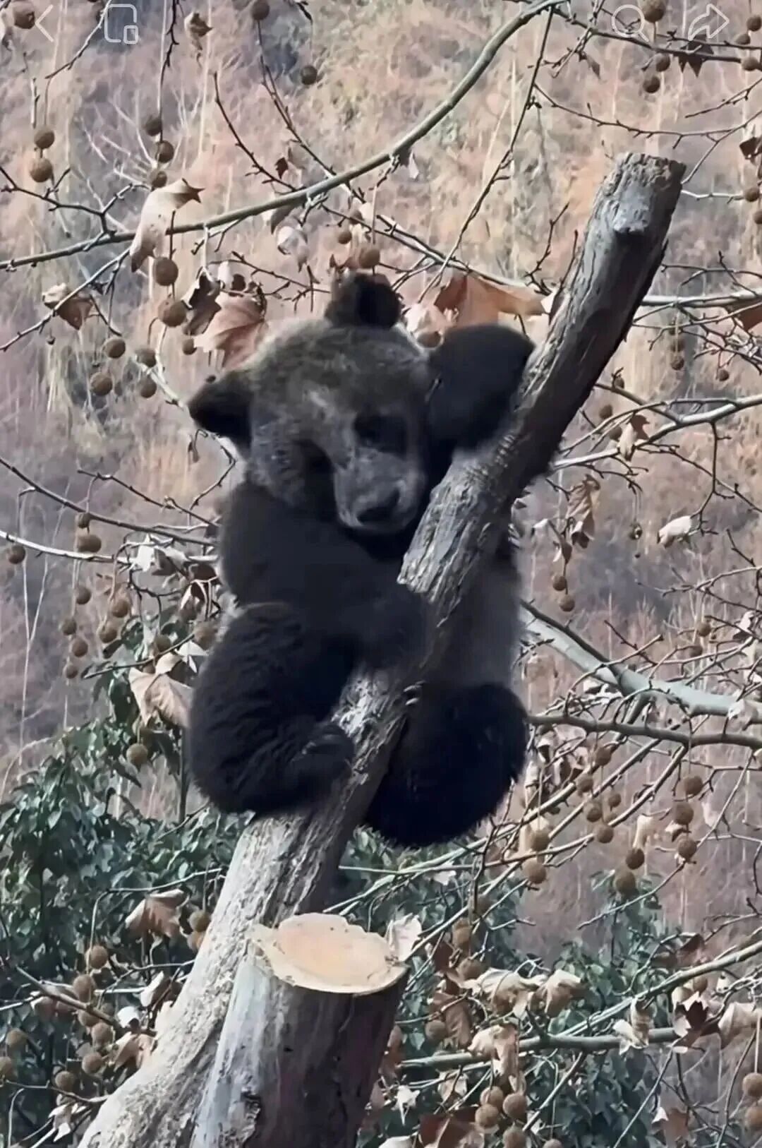 “全网最黑”大熊猫引热议，官方回应
