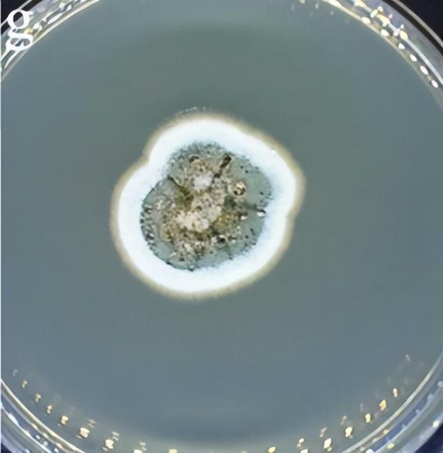 发霉的水果只要削掉霉点、煮熟就能放心吃了吗? 发霉的水果只要削掉霉点、煮熟就能放心吃了吗?