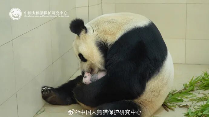 “全网最黑”大熊猫火了！网友：这才是真“熊孩子”