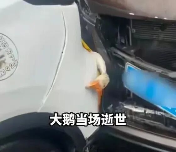 后备箱挂鸡鹅，高速被追尾！全死了…鸡鹅：想过清蒸红烧，没想到是车祸