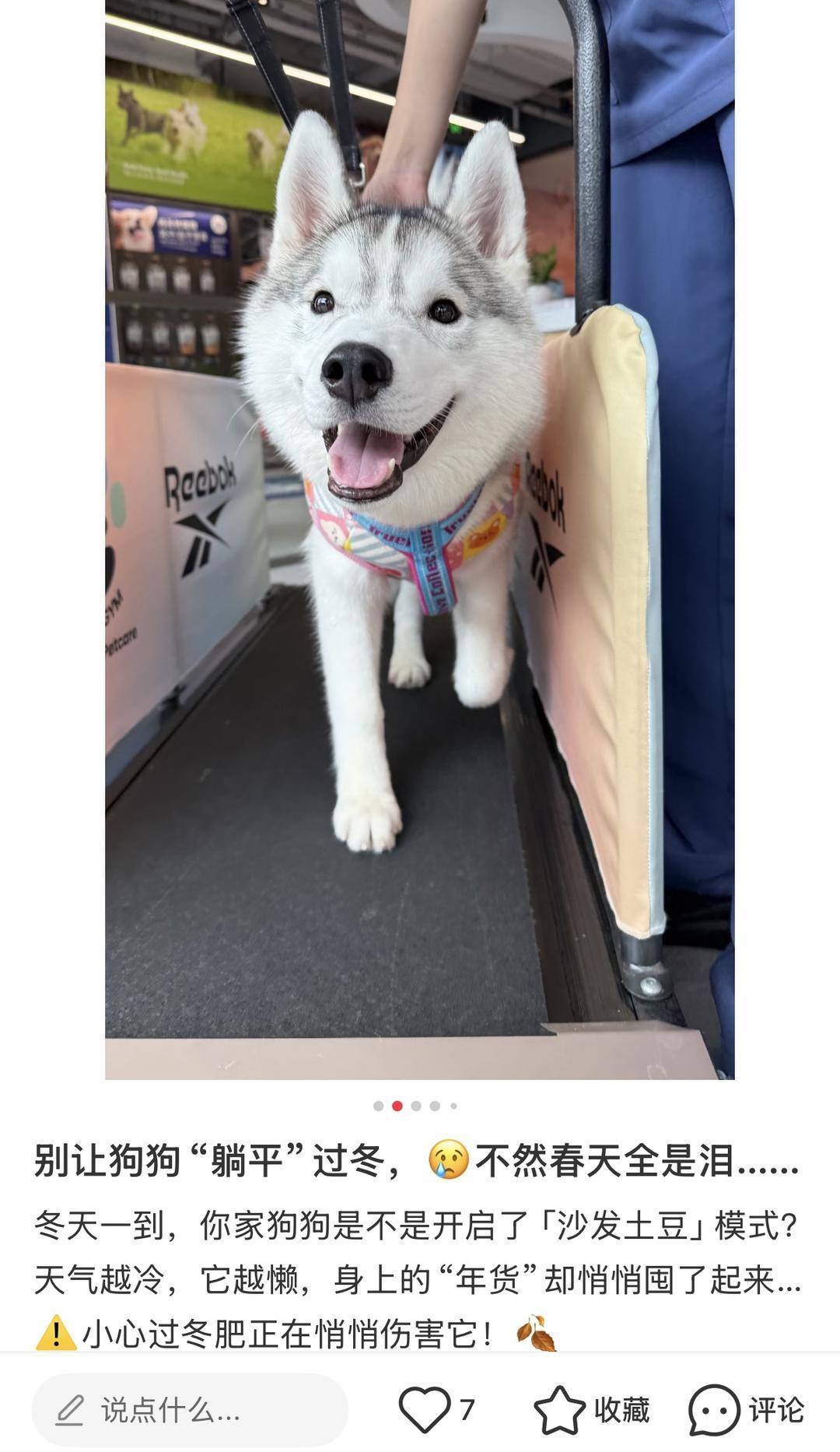 连狗狗也要开始健身了?上海一宠物健身房引热议,月卡1980元 连狗狗也要开始健身了?上海一宠物健身房引热议,月卡1980元