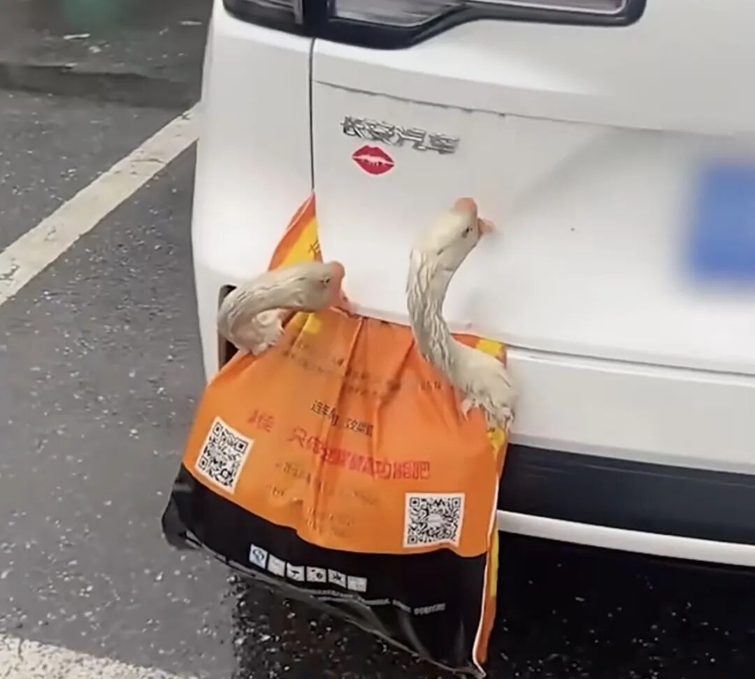 后备箱挂鸡鹅，高速被追尾！全死了…鸡鹅：想过清蒸红烧，没想到是车祸