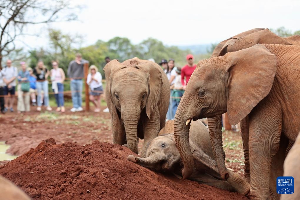 肯尼亚的大象孤儿院