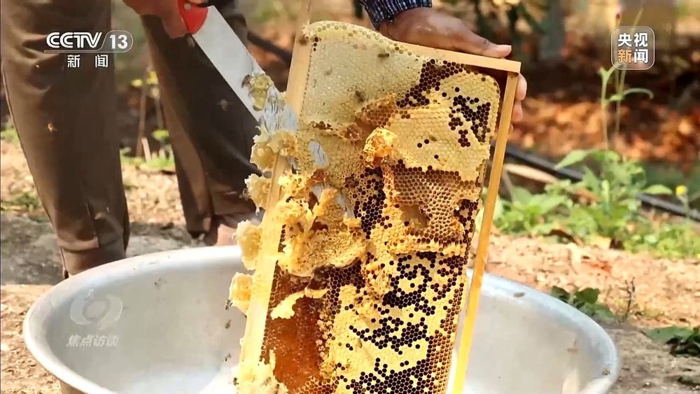 从“卖得出”到“卖得俏” 小坚果变身产业振兴“幸福果”