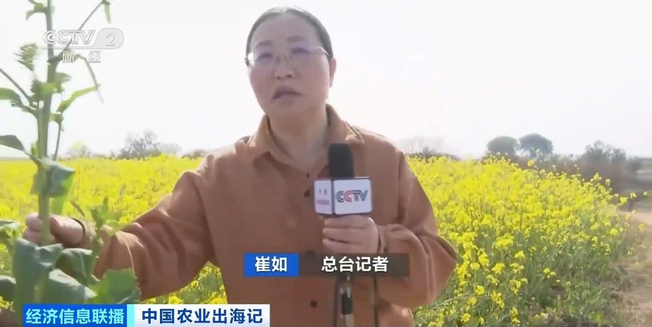油菜籽扎根巴基斯坦，饲料“游”进越南虾塘！中国农业这样出海→