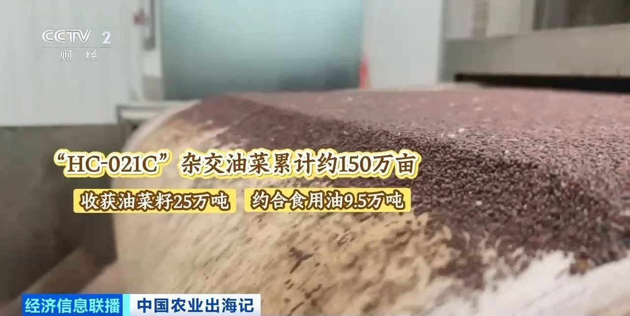 油菜籽扎根巴基斯坦，饲料“游”进越南虾塘！中国农业这样出海→