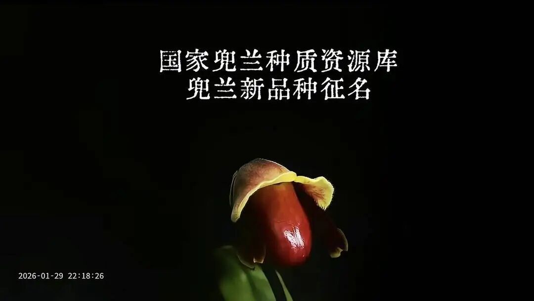 “炸糊的花生米戴黄帽”点赞超20万！继“二舅月季”后，又一“神名”诞生