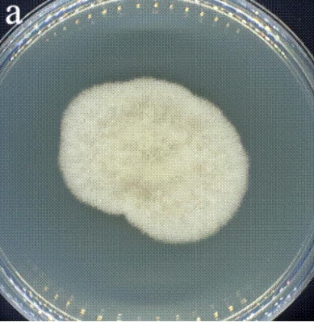 发霉的水果只要削掉霉点、煮熟就能放心吃了吗? 发霉的水果只要削掉霉点、煮熟就能放心吃了吗?