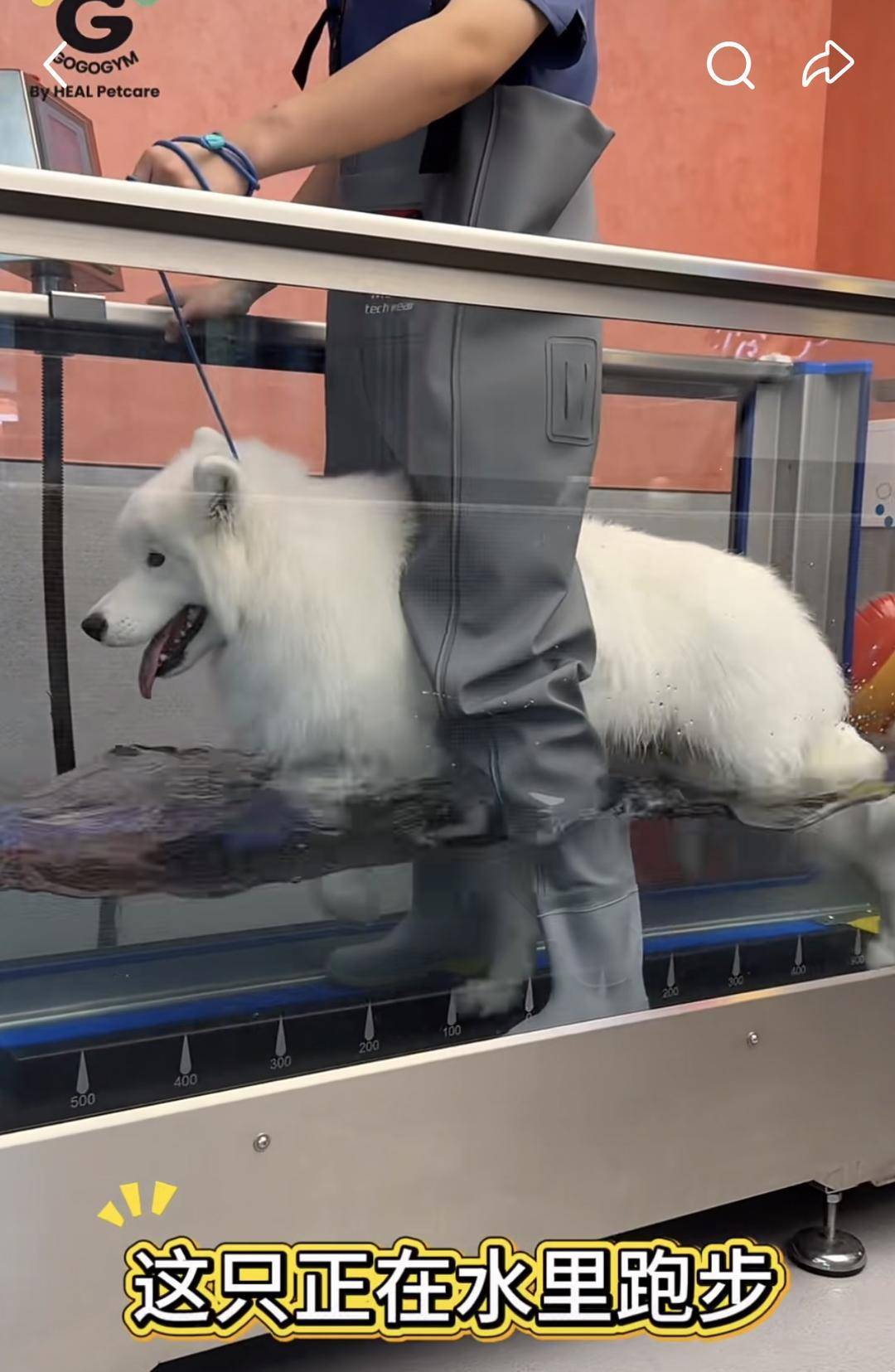 连狗狗也要开始健身了?上海一宠物健身房引热议,月卡1980元 连狗狗也要开始健身了?上海一宠物健身房引热议,月卡1980元