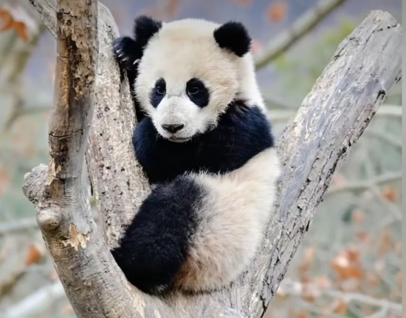 你是去挖煤了吗？