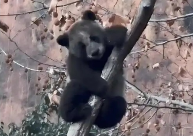 你是去挖煤了吗？