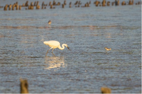 网友反映深圳湾公园晚上“黑漆漆”，公园管理中心回应：为了让鸟儿睡好觉