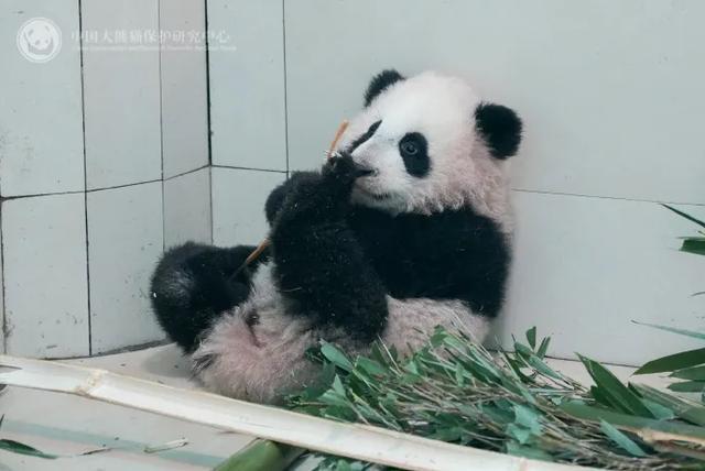 “苏锦崽”是“全网最黑”大熊猫?官方回应了 “苏锦崽”是“全网最黑”大熊猫?官方回应了