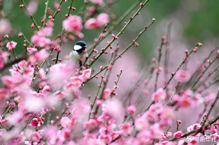 梅香满枝 赴春日之约 梅香满枝 赴春日之约