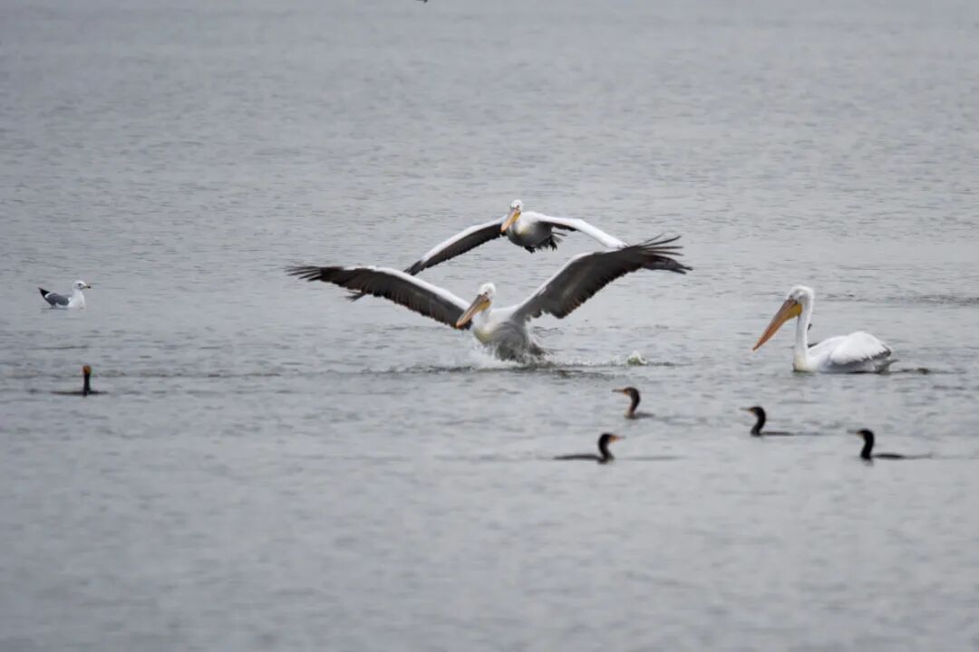 一下子来了31只!国家一级保护动物现身福州 一下子来了31只!国家一级保护动物现身福州