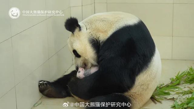 “苏锦崽”是“全网最黑”大熊猫?官方回应了 “苏锦崽”是“全网最黑”大熊猫?官方回应了