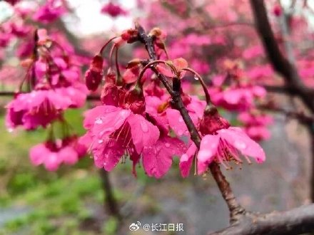 武汉本地樱花开了，8个品种20余天接力怒放