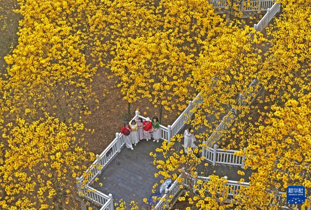 广西南宁：黄花风铃木盛放