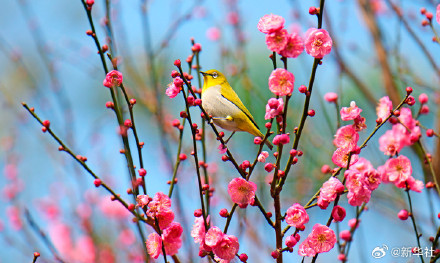 梅香满枝 赴春日之约 梅香满枝 赴春日之约
