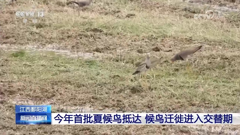 漫山花海 候鸟归来 在山野间赴一场春日之约！