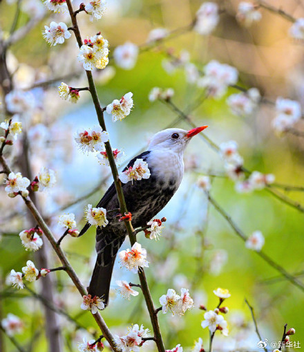梅香满枝 赴春日之约 梅香满枝 赴春日之约