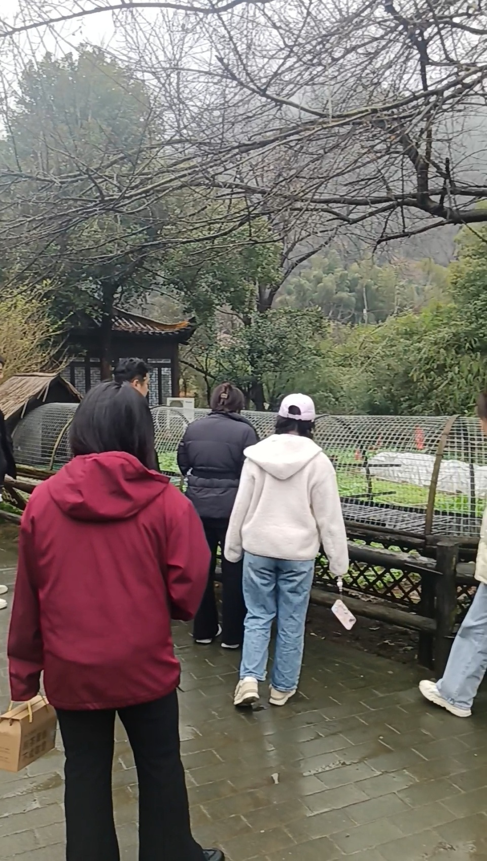 长沙一网红野爬山地发现响尾蛇？专家辨认系有毒的短尾蝮