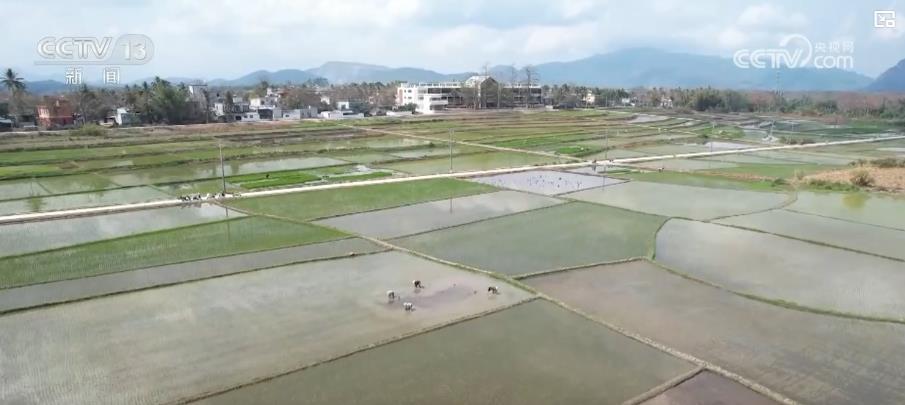人勤春来早:各地春耕生产全面展开 多措并举夯实丰收基础 人勤春来早:各地春耕生产全面展开 多措并举夯实丰收基础