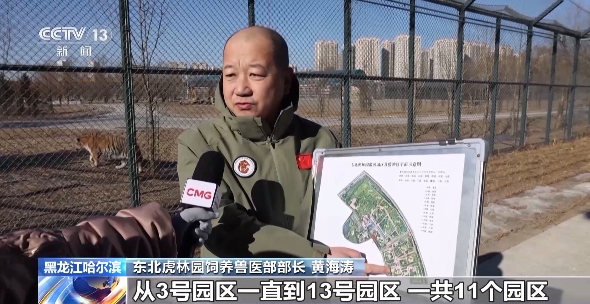 300多只东北虎轮流“轻断食” 断食对老虎有影响吗? 300多只东北虎轮流“轻断食” 断食对老虎有影响吗?