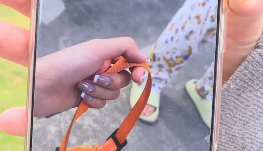 广东一网红宠物“李荣浩”走失,监控拍到倒地抽搐被人带走,主人:已报警,悬赏寻线索 广东一网红宠物“李荣浩”走失,监控拍到倒地抽搐被人带走,主人:已报警,悬赏寻线索