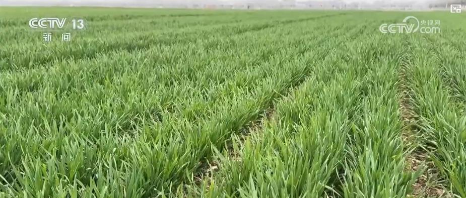 人勤春来早:各地春耕生产全面展开 多措并举夯实丰收基础 人勤春来早:各地春耕生产全面展开 多措并举夯实丰收基础