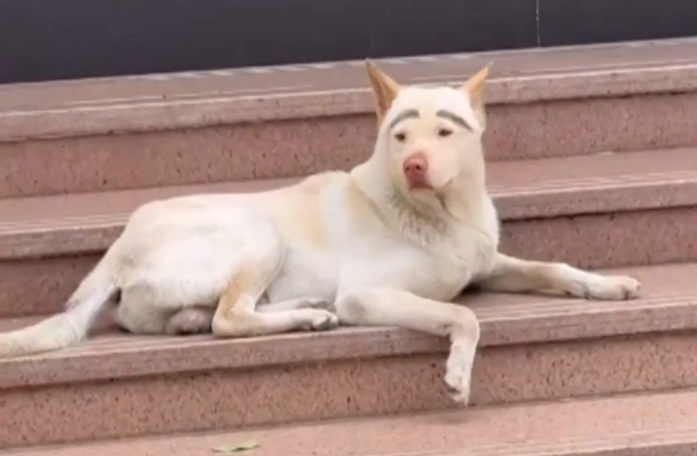 广东一网红宠物“李荣浩”走失,监控拍到倒地抽搐被人带走,主人:已报警,悬赏寻线索 广东一网红宠物“李荣浩”走失,监控拍到倒地抽搐被人带走,主人:已报警,悬赏寻线索