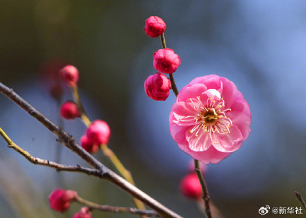 梅香满枝 赴春日之约 梅香满枝 赴春日之约