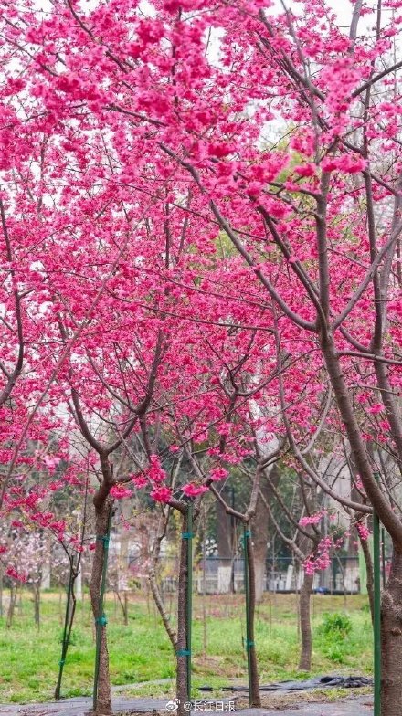 武汉本地樱花开了，8个品种20余天接力怒放