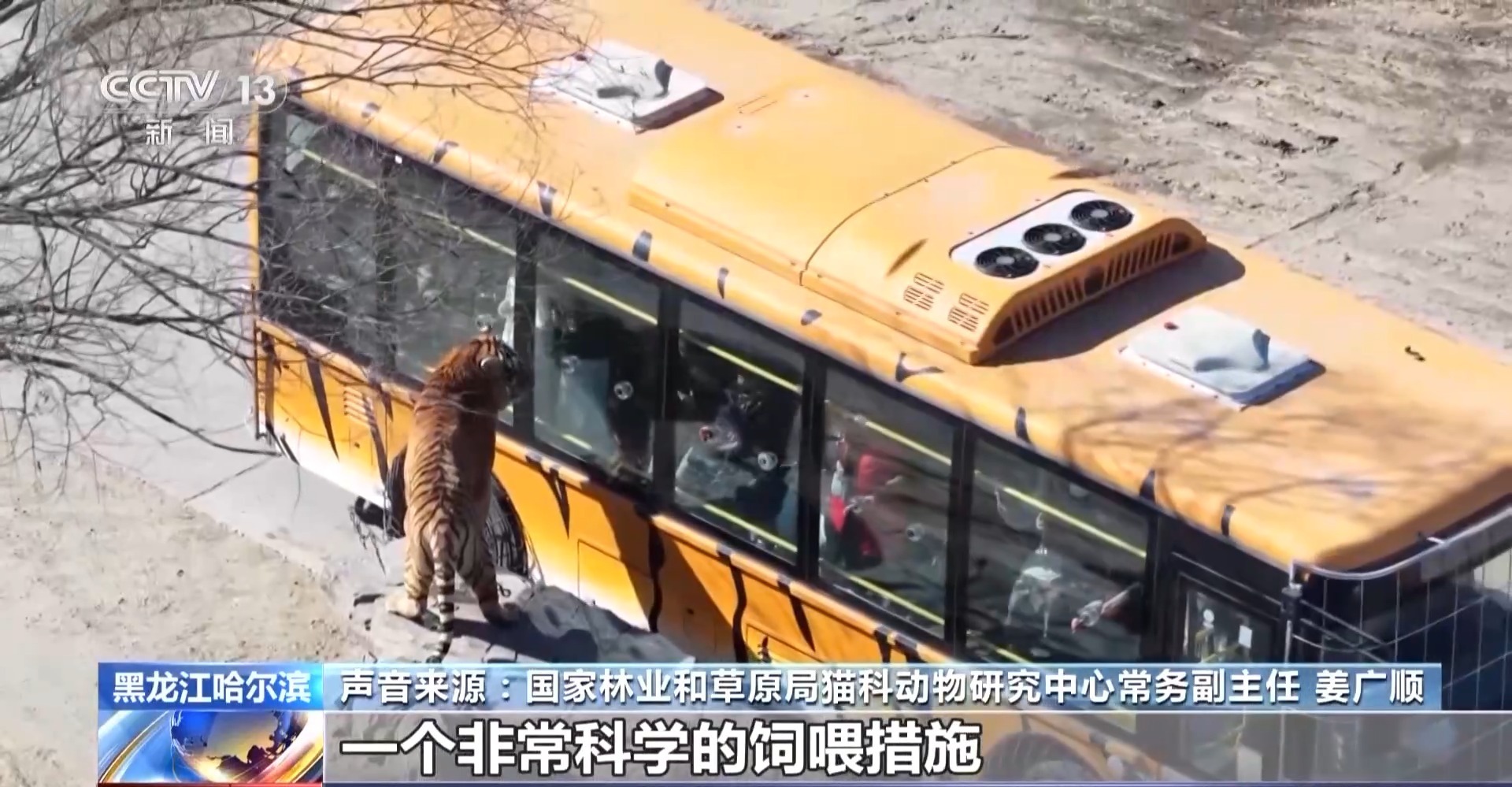 300多只东北虎轮流“轻断食” 断食对老虎有影响吗? 300多只东北虎轮流“轻断食” 断食对老虎有影响吗?