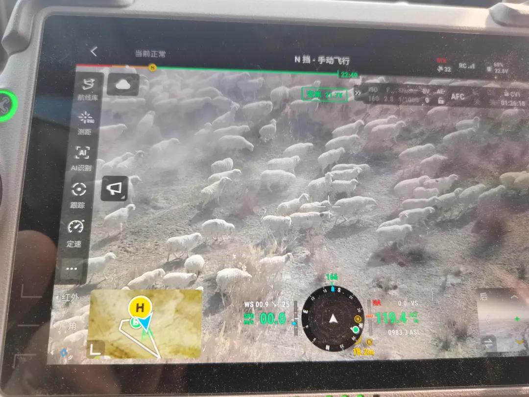 31只羊沙漠走失，警用无人机出动“地毯式”寻回