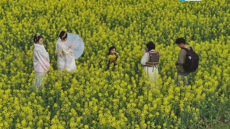 江西黎川:油菜花开引客来 绘就春日好美景 江西黎川:油菜花开引客来 绘就春日好美景