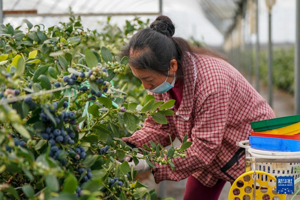 云南蒙自：联农带农兴产业 蓝莓飘香海内外