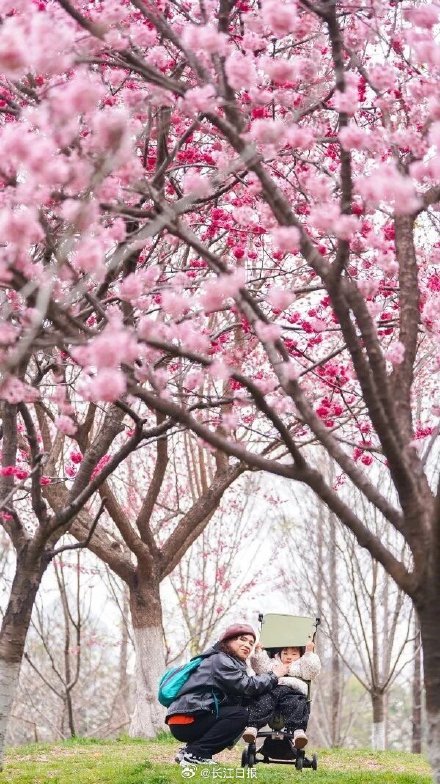 武汉本地樱花开了，8个品种20余天接力怒放