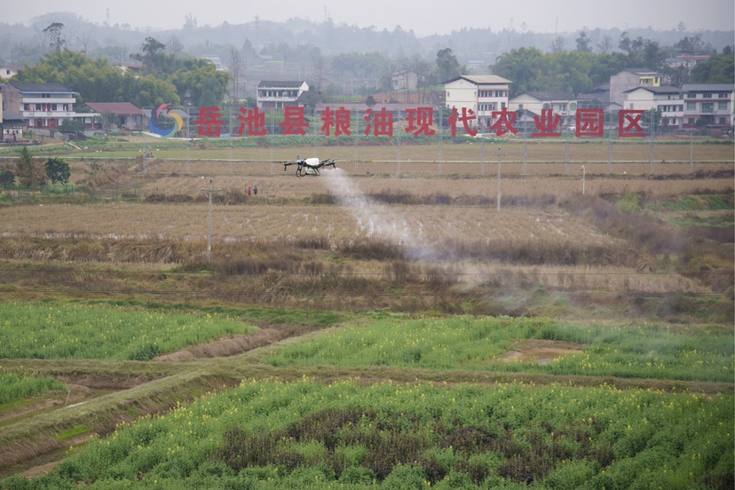 四川岳池:26万亩油菜管护忙 科技赋能“金色花海” 四川岳池:26万亩油菜管护忙 科技赋能“金色花海”
