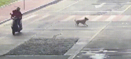 监控拍到网红宠物狗倒地抽搐被人带走，主人已报警并悬赏