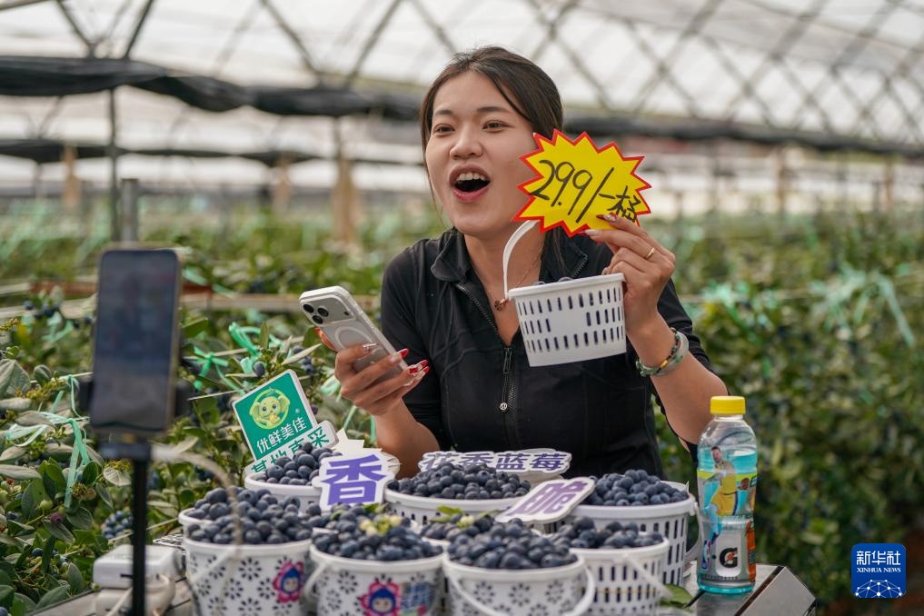 云南蒙自：联农带农兴产业 蓝莓飘香海内外