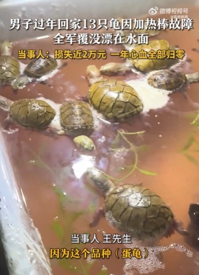男子节后返家发现13只宠物龟全被“煮”了！价值近2万元……