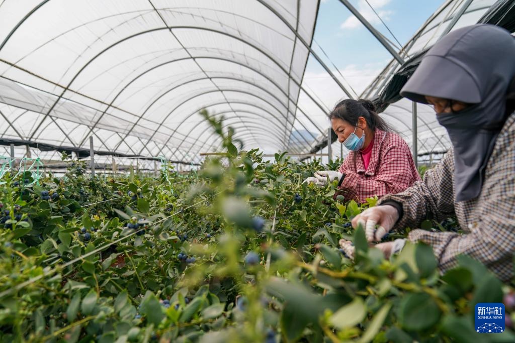 云南蒙自：联农带农兴产业 蓝莓飘香海内外