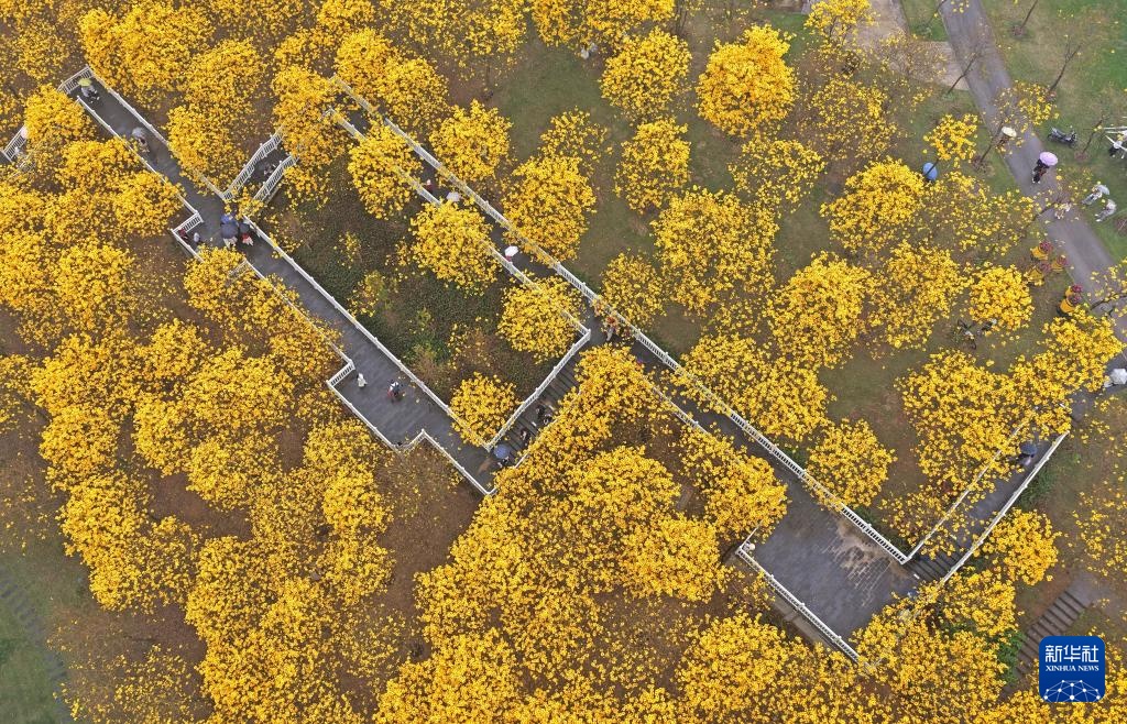 广西南宁：黄花风铃木盛放