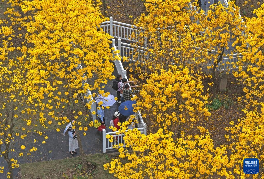 广西南宁：黄花风铃木盛放