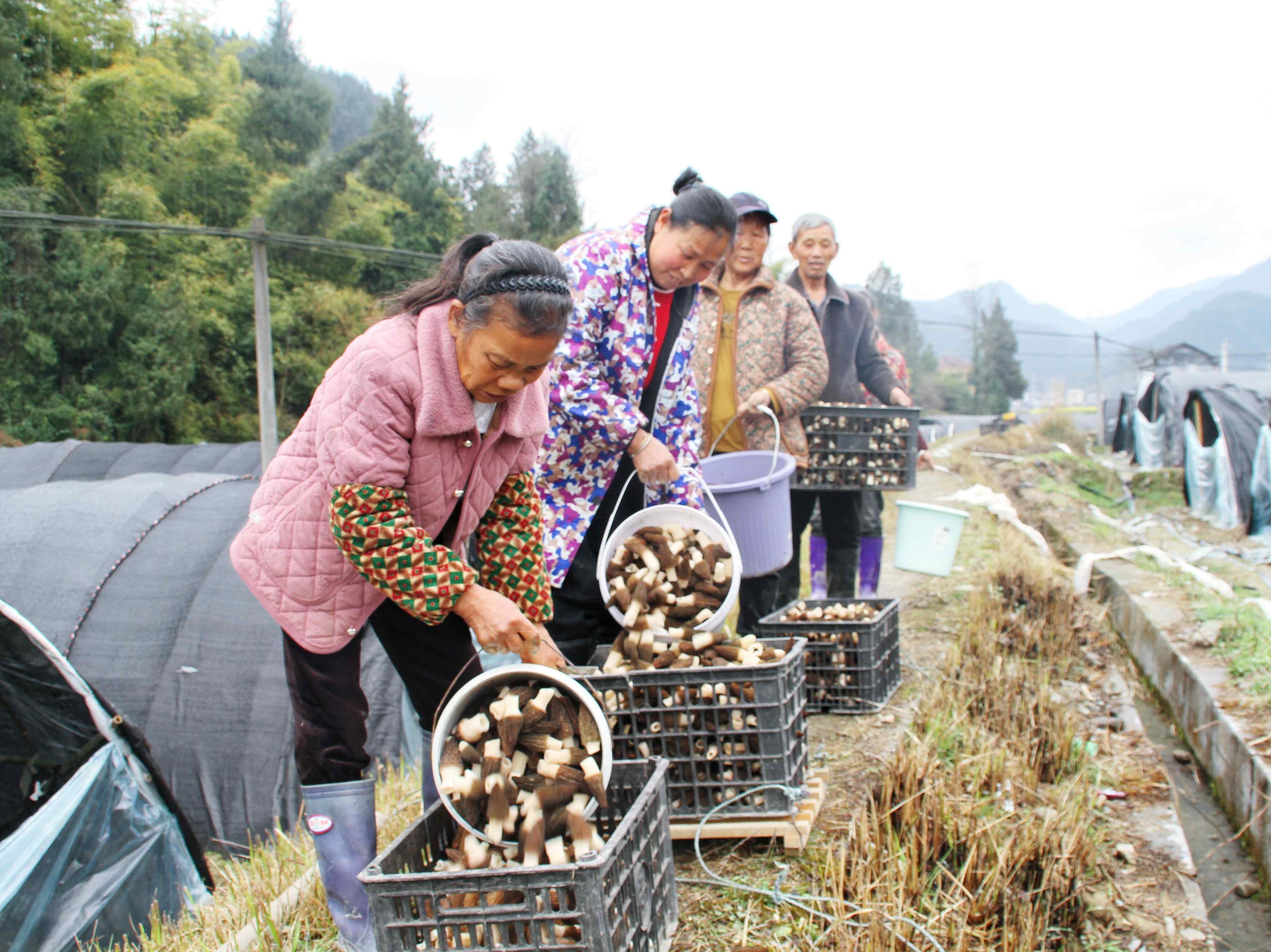 重庆秀山：“大棚直播+即采即发”助羊肚菌抢“鲜”出山